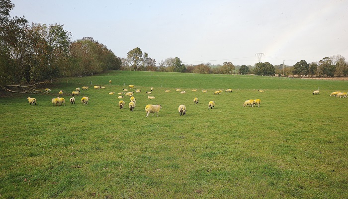 Mating Ewe Lambs