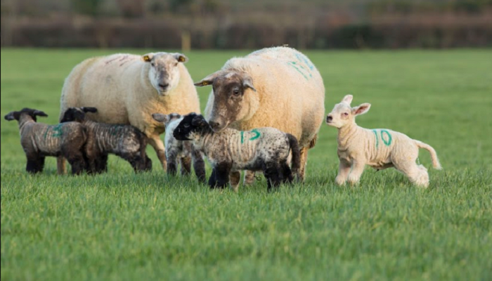 Lamb mortality: the main causes and timing