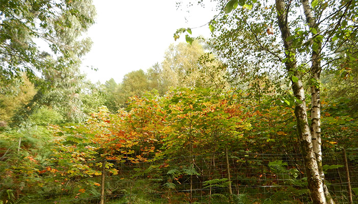 Thinking Forestry? -Taking a positive step towards sustainability with a Teagasc Forestry Phone-In Clinic.
