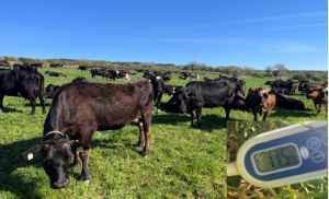 Tom Murphys cows grazing in co Kilkenny