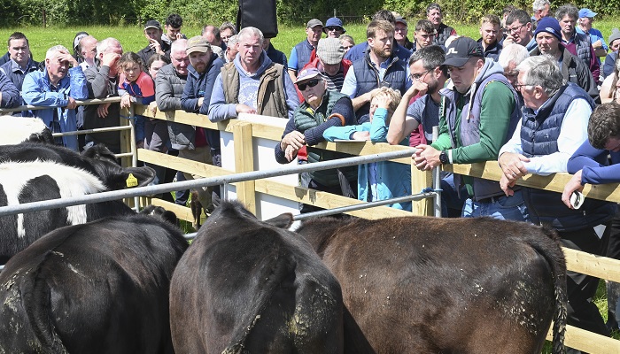 More options and higher profits from high CBV animals