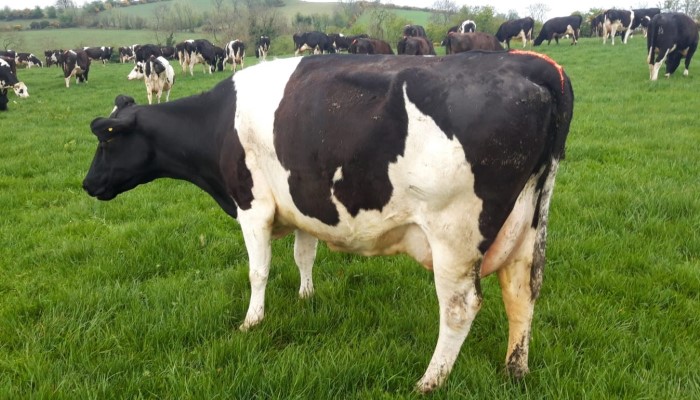 Feeding for fertility in the lead up to breeding season