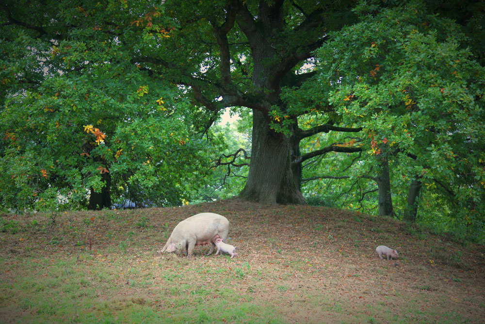 Feeding time under the oak tree - Zita Power
