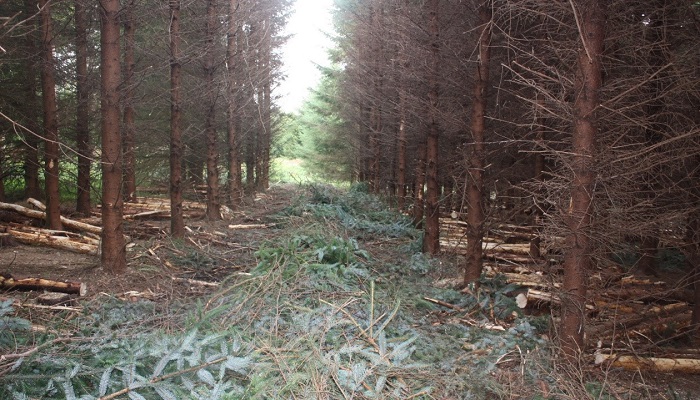 Forestry and taxation