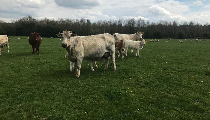Organic farming with Fergal Byrne