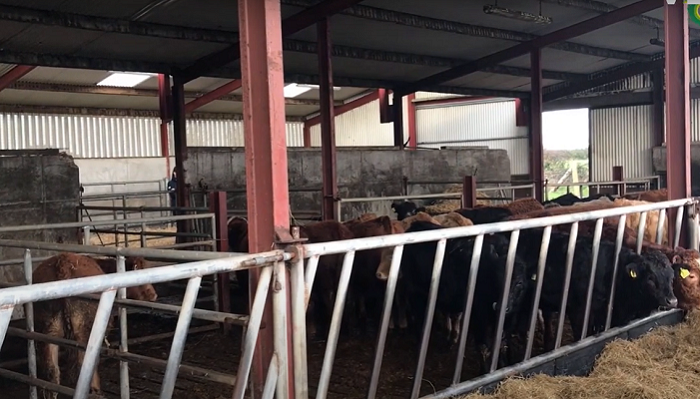 Watch: Housing for a part-time organic cattle enterprise