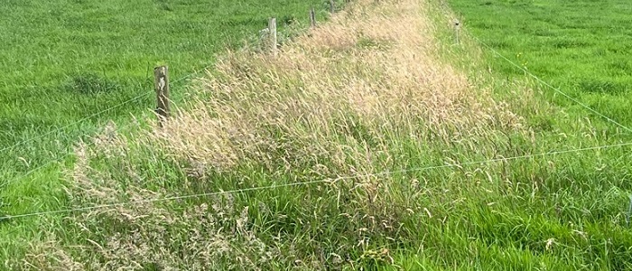 A field margin intersecting two grass parcels and linking habitats