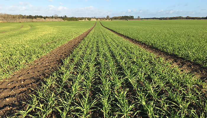 The Tillage Incentive Scheme – A new Drive for native Grain