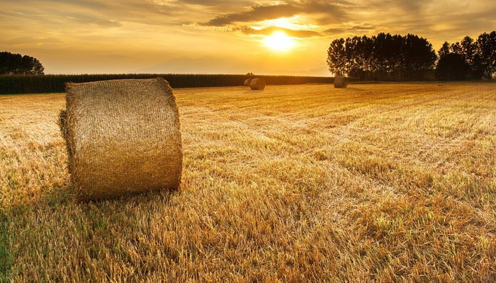 Crops Harvest and Oilseed Rape update August 18th