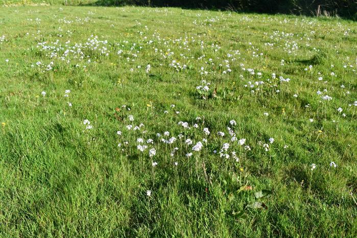 Field with Ladys smock