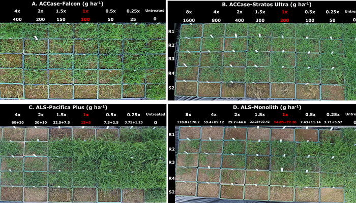 The challenges of herbicide-resistant grass weeds