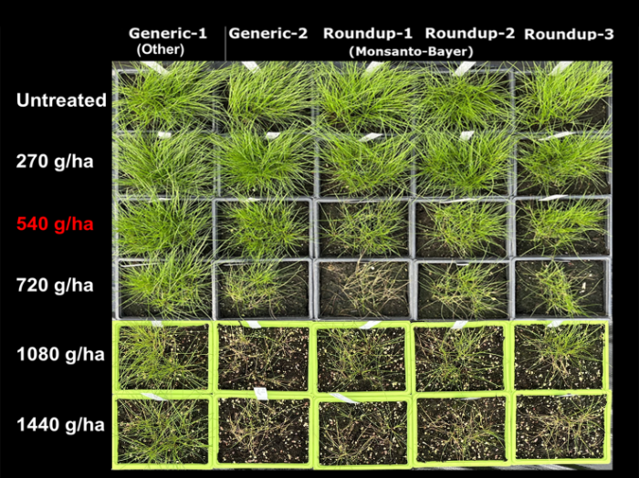Rat’s tail fescue appearance at 30 days following application of glyphosate products at the 2-4 leaf stage. Surviving green plants (some severely damaged) within all pots were able to recover.