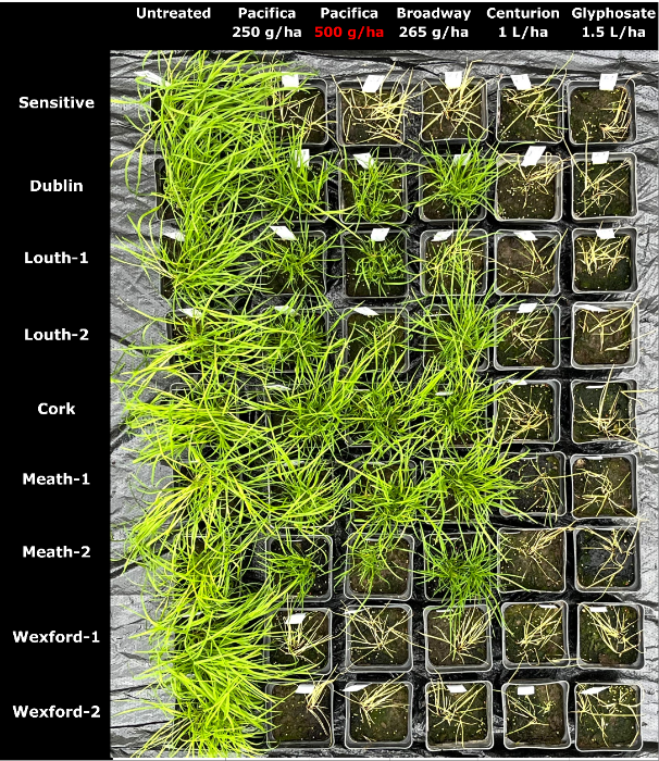 Figure 1 Overhead view of test trays showing the symptoms of sensitive and resistant-suspect populations of annual meadow grass 30 days post-treatment