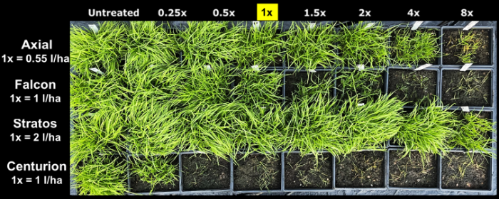 Figure 1 Symptoms of annual meadow grass