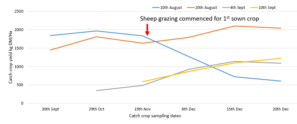 Figure 1. The effect of sowing date on yield (kg DM/Ha) of catch crops at six dates in autumn 2021.