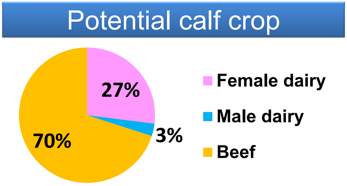 Figure 2: Potential calf crop is sexed semen is used to breed replacement heifers
