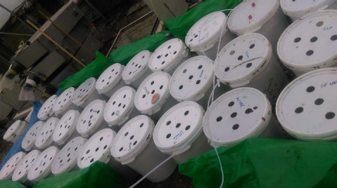 Figure 1: Medium scale slurry storage experiment in which multiple slurry amendments were examined