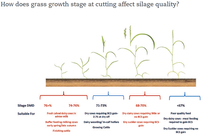 Graph showing silage quality by stage of growth for perennial ryegrass
