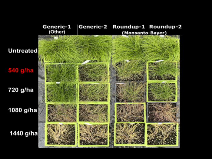 Rat’s tail fescue appearance at 30 days following application of glyphosate products to larger tillering plants. Effective control was only achieved at higher rates (ie. from 1080 g/ha for Roundup and only at 1440 g/ha for generics-1 and 2).