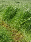 Figure-2-Fert-Advice