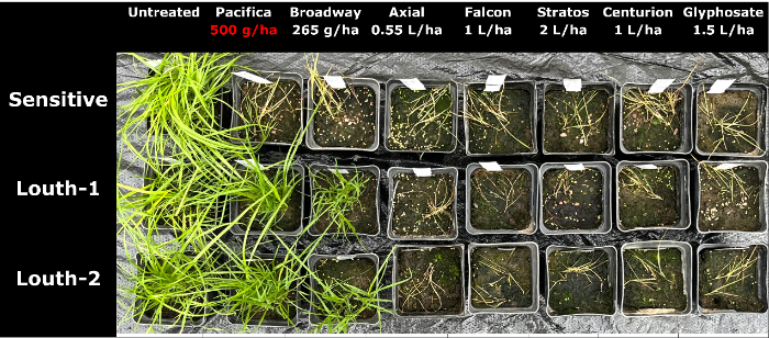 Figure 2 Overhead view of test trays showing the symptoms of sensitive and resistant populations of rough-stalk meadow grass 30 days post-treatment