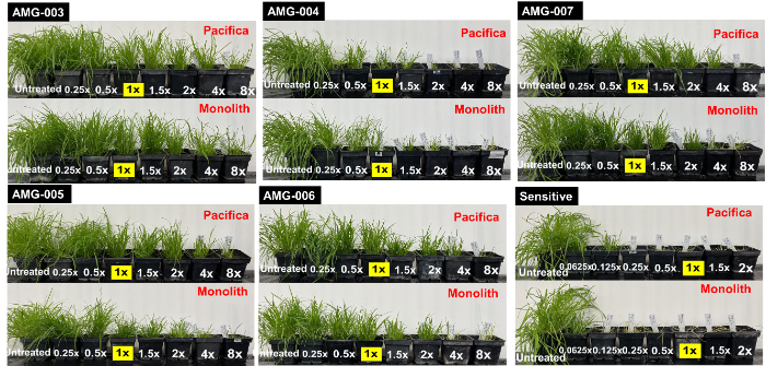 Figure 2 Symptoms of resistant and sensitive populations of annual meadow grass following application of ALS