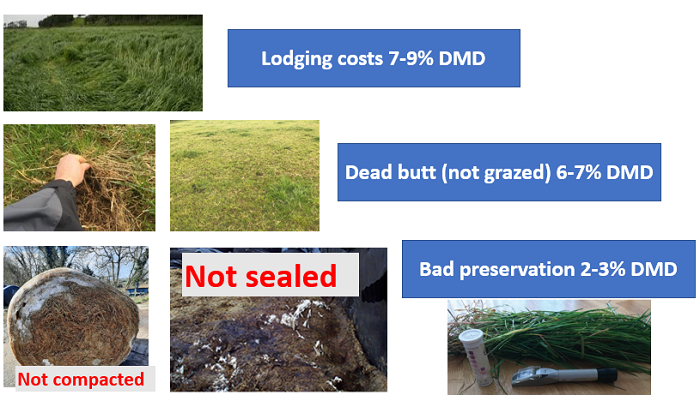 Figure 2 causes of DMD losses in silage
