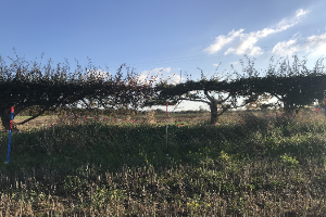 Over managed hedgerow