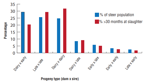 Figure 3: Contribution to national steer herd and slaughtered 30 months of age (%)