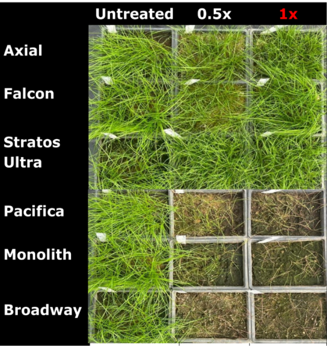 Symptoms of rat’s tail fescue following application of half and full recommended rates of ACCase (Axial, Falcon, Stratos) and ALS (Pacifica, Monolith, Broadway) herbicides. Where plants are absent from a square, effective control was achieved. The full recommended rates of ACCase and ALS herbicides used were: Axial @ 0.55 l/ha, Falcon @ 1.5 l/ha, Stratos @ 1.5 l/ha, Pacifica @ 0.5 kg/ha, Monolith