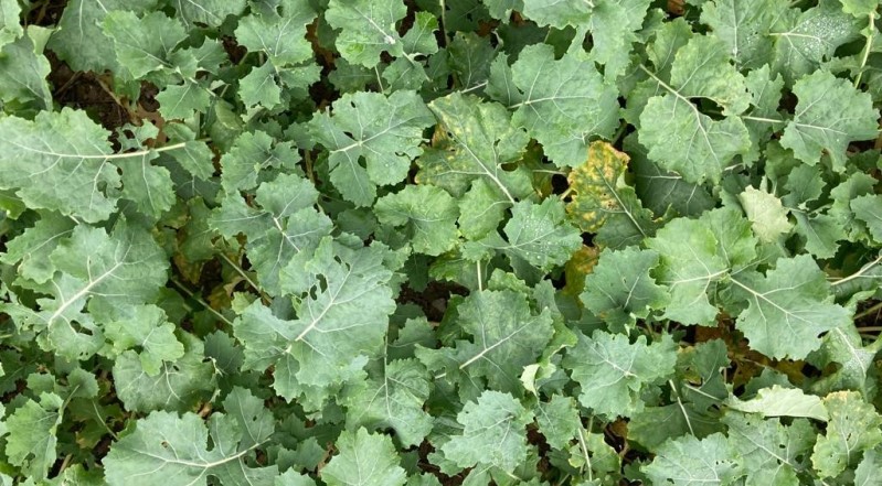 Figure 3 Min-tilled winter oilseed rape with a well developed canopy where straw was baled.