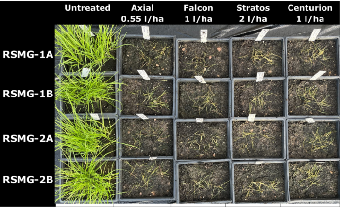 Figure 3 Symptoms of roughstalk meadow grass each farm had two field samples denoted by alphabets following application of ACCase