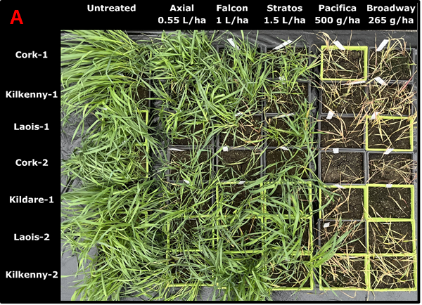 Figure 3A Overhead view of test trays showing the symptoms of suspected resistant populations of wild oats 28 days post-treatment