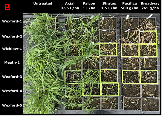 Figure 3B Overhead view of test trays showing the symptoms of suspected resistant populations of wild oats 28 days post-treatment
