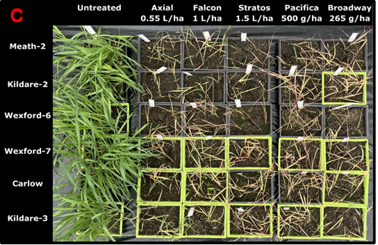 Figure 3C Overhead view of test trays showing the symptoms of suspected resistant populations of wild oats 28 days post-treatment