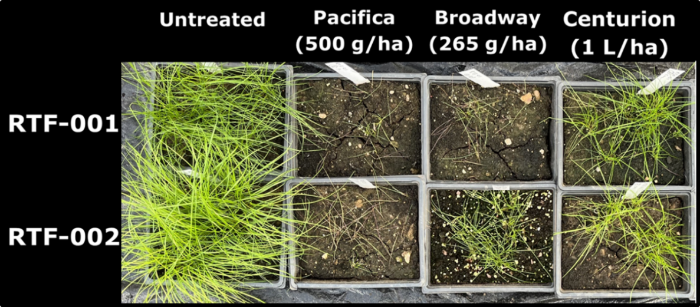 Symptoms of populations (RTF-001 and RTF-002) of rat’s tail fescue following application of full recommended rates of ALS-Pacifica and Broadway and ACCase-Centurion Max herbicides. Effective control was not achieved where surviving green plants (whether alive or damaged/severely damaged but not dead) are present from a square.