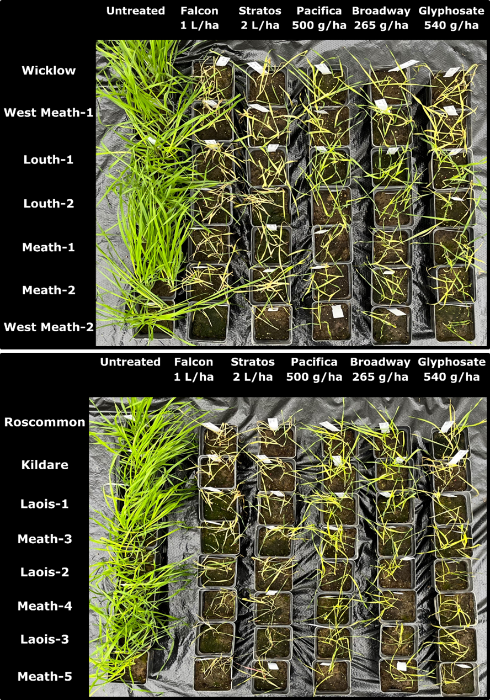 Figure 4 Overhead view of test trays showing the symptoms of suspected resistant populations of bromes 28 days post-treatment