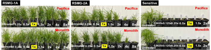 Figure 4 Symptoms of resistant and sensitive populations of roughstalk meadow grass