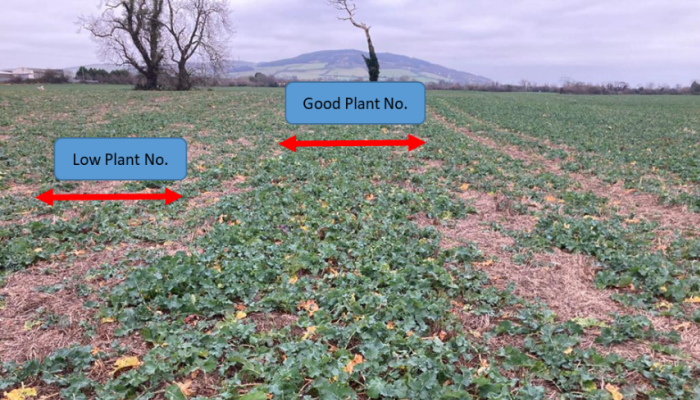 Tillage update - Chopped straw reducing crop establishment in min-tilled winter crops