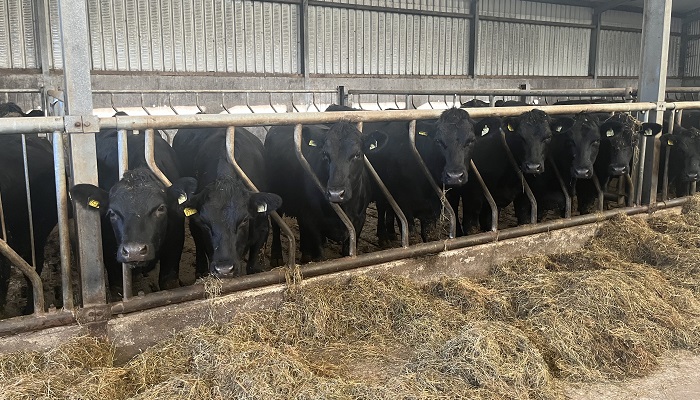 9 management tips when feeding dairy-beef animals this winter