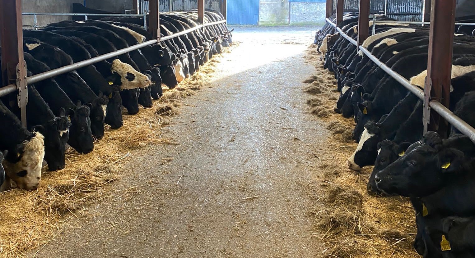 Finishing steers on Charlie Smyth's farm