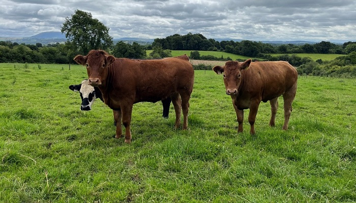 Finishing heifers on James Skehans farm
