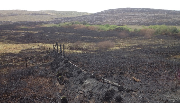 Can we assume all fires are bad? Not necessarily so..