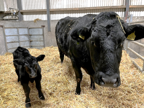 First calf on the farm