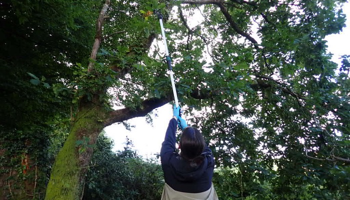 Flavio Storino sampling sessile oak