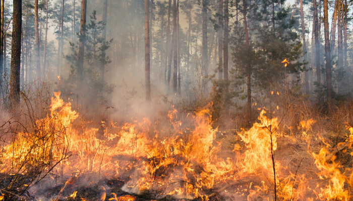 Forest Fires - Practical steps to minimise the risk