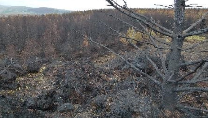 Forest fires – what we can do