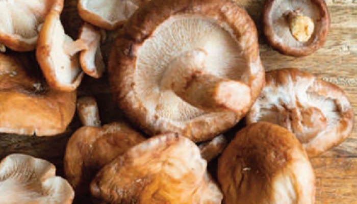 Discover forest fungi at the Woodland Festival 2022 with Teagasc