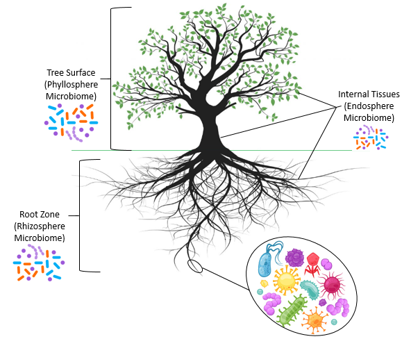 Diagram of Tree showing Endosphere, Phyllosphere and Rhizosphere