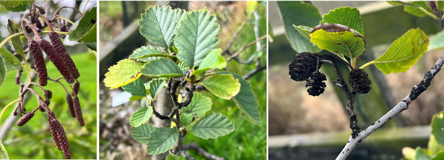 Structures of Alder flowering clusters (catkins), leaves and woody fruiting bodies, respectively